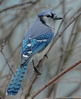 Blue Jay, 4 April 2024,  Mansfield, Tolland Co.