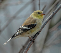 American Goldfinch, 4 April 2024, Mansfield, Tolland Co,