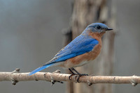 Eastern Bluebird, 4 April 2024, Mansfield, Tolland Co,