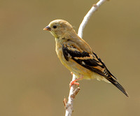 American Goldfinch, 24 September 2020, Mansfield, Tolland Co