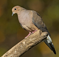 Mourning Dove, 12 October 2014, Mansfield, Tolland Co.