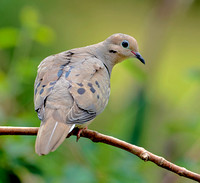 Mourning Dove, 24 June 2022, Mansfield, Tolland Co