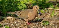 Mourning Dove, 9 May 2020, Mansfield, Tolland Co.