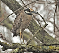 Yellow-crowned Night-Heron, 17 April 2015, Stratford, Fairfield Co.