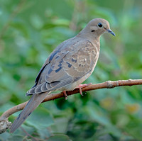 Mourning Dove, 2 July 2022, Mansfield, Tolland Co