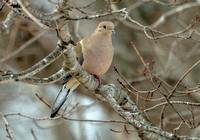 Mourning Dove, 6 March 2022, Mansfield, Tolland Co.