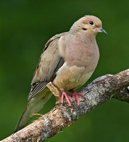 Mourning Dove, 3 June 2014, Mansfield, Tolland CO.