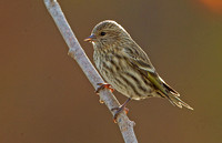 Pine Siskin, 20 October 2020, Mansfield, Tolland Co.