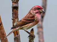 Purple Finch, 30 October 2020, Mansfield, Tolland Co.