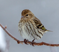 Pine Siskin, 30 October 2020, Mansfield, Tolland Co.