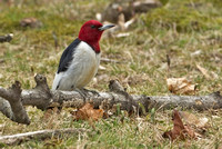 Red-headed Woodpecker, 18 April 2014, Hartford, Hartford Co.