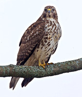 Red-shouldered Hawk, 2 December 2012, Mansfield, Tolland Co.