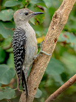Red-bellied Woodpecker, 16 July 2022, Mansfield, Tolland Co