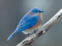 Eastern Bluebird, December 2021, Mansfield, Tolland Co