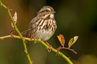 Song Sparrow, 25 October 2019, Mansfield, Tolland Co.