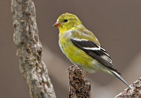 American Goldfinch, 26 April 2015, Mansfield, Tolland Co.