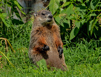 Woodchuck, 1 August 2021, Mansfield, Tolland Co