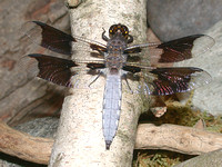 Dragonflies of Connecticut