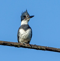Belted Kingfisher, 5 May 2020, Mansfield, Tolland Co.