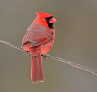 Northern Cardinal, 13 February 2021, Mansfield, Tolland Co.