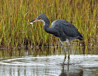 Tricolored X Little Blue Heron, 6 September 2012, Madison, New Haven Co.