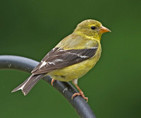 American Goldfinch, 8 August 2012, Ashford, Windham Co.