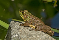 Green Frog, 20 September 2019, Madison, New Haven Co.