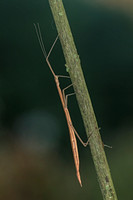 Walking Stick, 30 September 2017, Mansfield, Tolland Co.