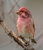 Purple Finch, 26 October 2020, Mansfield, Tolland Co.
