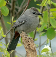 Gray Catbird, 8 May 2022, Mansfield, Tolland Co