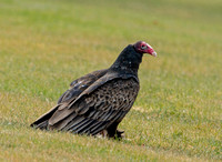 Turkey Vulture, 28 December 2022, Mansfield, Tolland Co