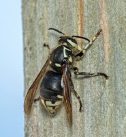 Bald-faced Hornet gathering nest material, 25 June 2020, Mansfield, Holland co.