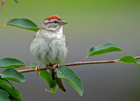 Chipping Sparrow, 4 July 2021,Mansfield, Tolland Co.