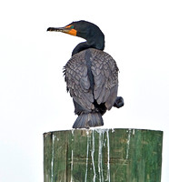 Double-crested Cormorant, 14 June 2012, West Haven, New Haven Co.