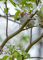 Chipping Sparrow 13 May 2019, Mansfield, Tolland Co.