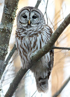 Barred Owl, 8 December 2018.Eastford, Tolland Co.