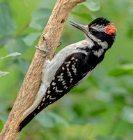 Hairy Woodpecker , 8 July 2022, Mansfield, Tolland Co.