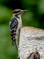 Hairy Woodpecker, 30 June 2021, Mansfield, Tolland Co
