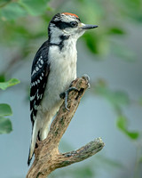 Hairy Woodpecker, 11 June 2022, Mansfield, Tolland Co.