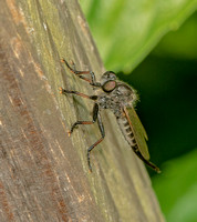 Robber fly sp, August 2021, Mansfield, Tolland Co