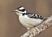 Hairy Woodpecker, 16 March 2014, Mansfield, Tolland Co.