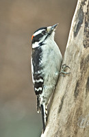 Downy Woodpecker, Dec 2010-July 2011, Ashford, Windham Co.