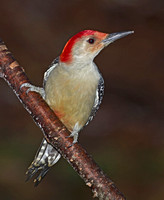 Red-bellied Woodpecker, 9 November 2011, Ashford, Windham Co.