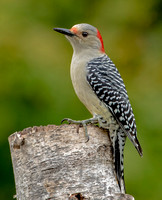 Red-bellied Woodpecker, 13 October 2022, Mansfield, Tolland Co.