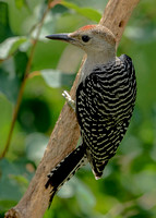 Red-bellied Woodpecker, 2 July 2022, Mansfield, Tolland Co