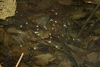Salamander sperm Sacks, 21 March 2020, Eastford, Windham Co.