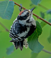 Downy Woodpecker, 1 August 2021, Mansfield, Tolland Co.