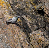 Rock Pigeon (native), Butt of Lewis,Scotland, 2016
