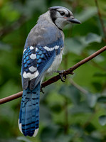 Blue Jay, 1 August 2021, Mansfield, Tolland Co.