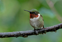 Ruby-throated Hummingbird, 2 July 2021, Mansfield, Tolland Co.
